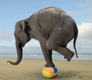 elephant-balance
