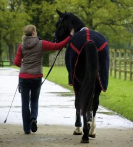 Handwalking Horse